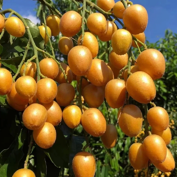 🇨🇳 Premium Chicken Heart Wampee (Huangpi) | Sweet & Juicy Summer Fruit