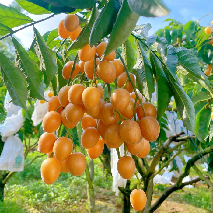 🇨🇳 Premium Chicken Heart Wampee (Huangpi) | Sweet & Juicy Summer Fruit