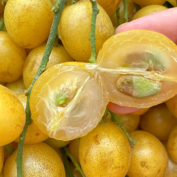 🇨🇳 Premium Chicken Heart Wampee (Huangpi) | Sweet & Juicy Summer Fruit