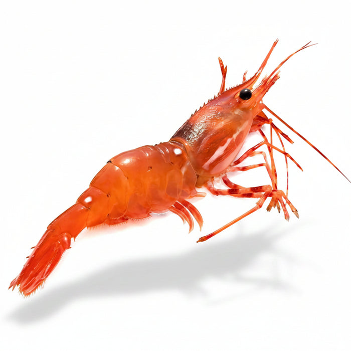 Live BC Spotted Prawns – Limited Seasonal Catch  (Pro-Order Item)🦐🌊