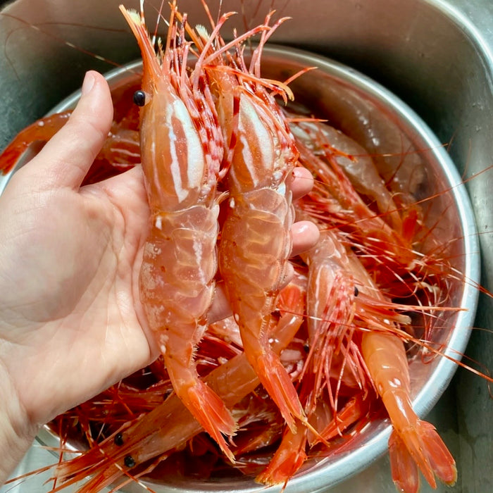 Live BC Spotted Prawns – Limited Seasonal Catch  (Pro-Order Item)🦐🌊