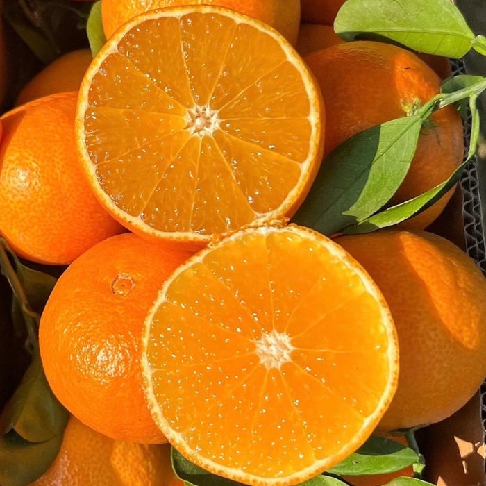 Premium Jelly Orange – Naturally Sweet, Juicy & Easy to Peel