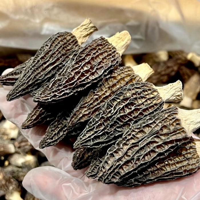 Wild Hand-Picked Morel Mushrooms (Local Harvest)