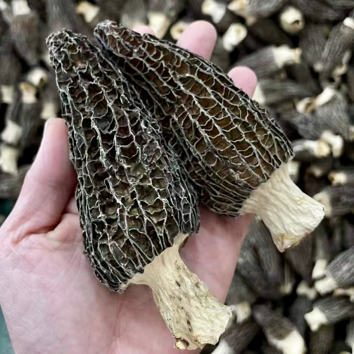 Wild Hand-Picked Morel Mushrooms (Local Harvest)