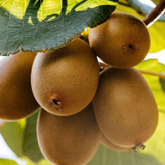 New Zealand Zespri Gold & SunGold™ Jumbo & Ruby Red Kiwifruit (Air-Flown Fresh)