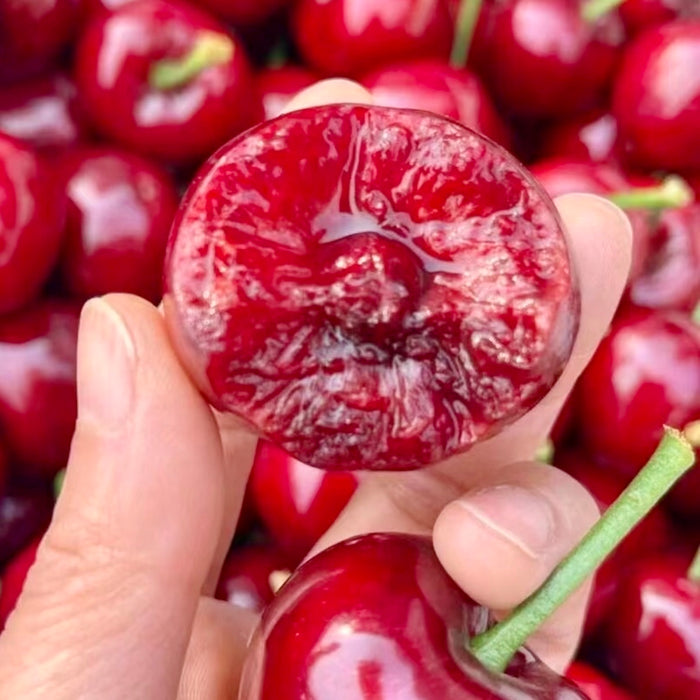 California Juicy Reds Sweet Cherries  USA Premium Fresh