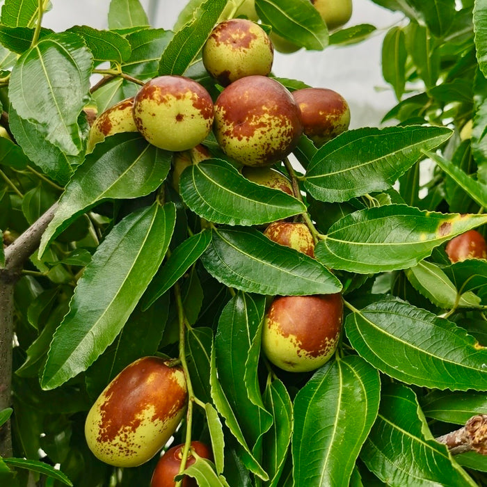 Air-Flown Australian Fresh Jujube (dates winter) – Crisp & Sweet Premium Fruit 2Kg