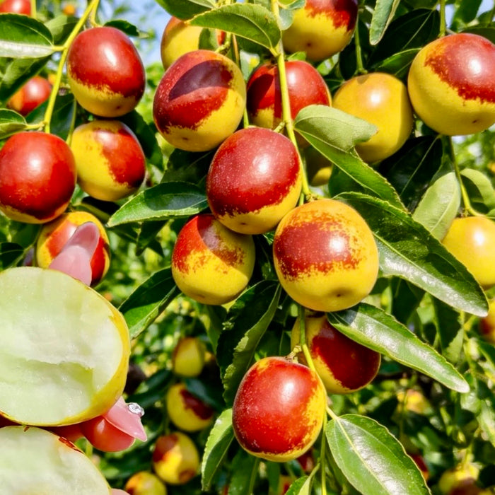 Air-Flown Australian Fresh Jujube (dates winter) – Crisp & Sweet Premium Fruit 2Kg
