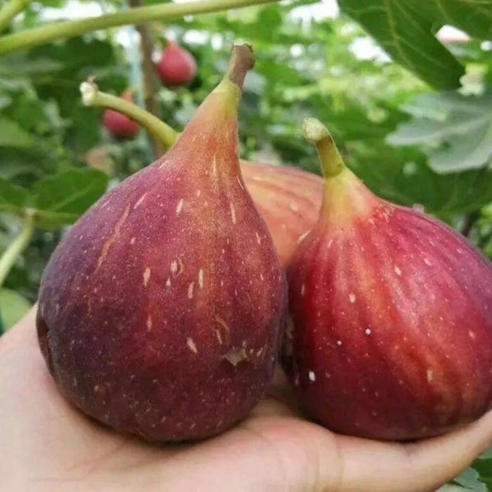 Brazil Fresh Figs – Air-Flown Premium Sweet & Juicy Fruit (3x8)