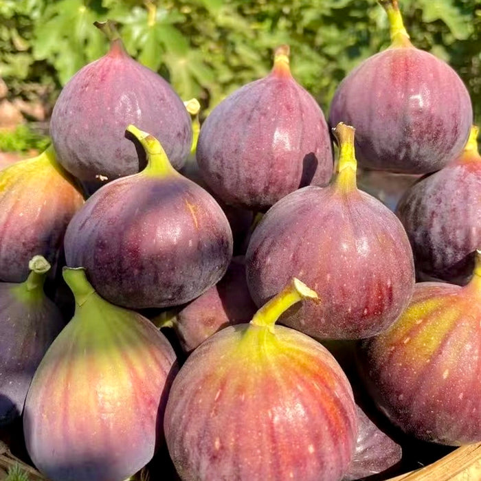 Brazil Fresh Figs – Air-Flown Premium Sweet & Juicy Fruit (3x8)