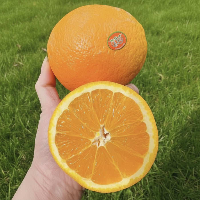 Double Happiness Song Hay Oranges – California Fresh (40CT & 56CT/113CT/Box))