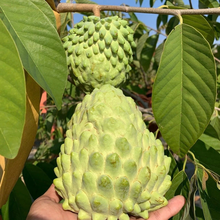 Brazil Air-Flown Custard Apple (Sugar Apple) – Premium Tropical Fruit 4Kg