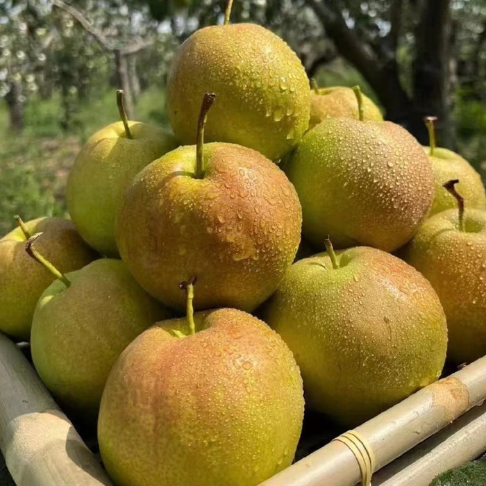 Fresh Premium 玉の貴妃 Pears – Crisp, Juicy & Naturally Sweet (10ct/3Kg)