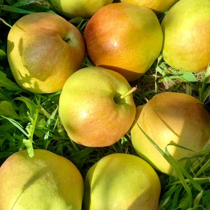 Fresh Premium 玉の貴妃 Pears – Crisp, Juicy & Naturally Sweet (10ct/3Kg)