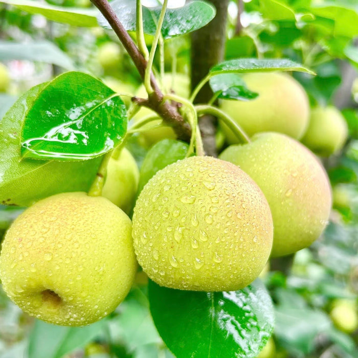 Fresh Premium 玉の貴妃 Pears – Crisp, Juicy & Naturally Sweet (10ct/3Kg)