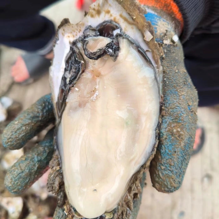 Wild Deep Sea Oysters 🦪 – Vancouver Island  (Pre-Order Item) Doz Price