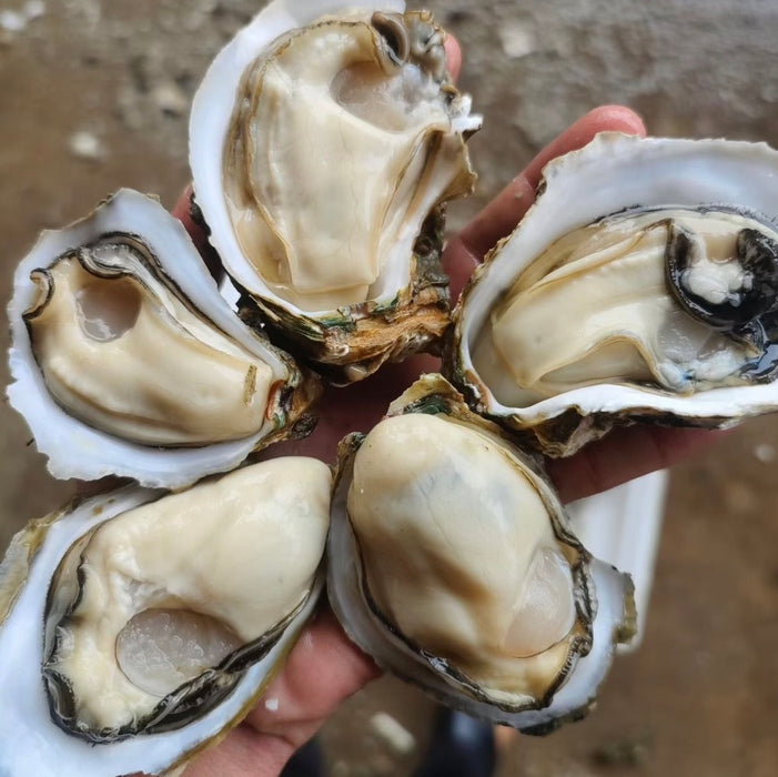 Wild Deep Sea Oysters 🦪 – Vancouver Island  (Pre-Order Item) Doz Price
