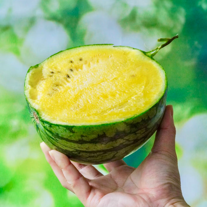 Taiwan Premium Yellow Flesh Mini Watermelon 🍉  4ct / Box ✨