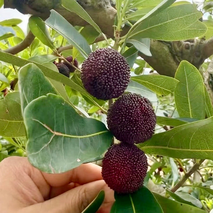 Baby Berry – Premium Yunnan Waxberry 🍒✨  (18ct/Tray)