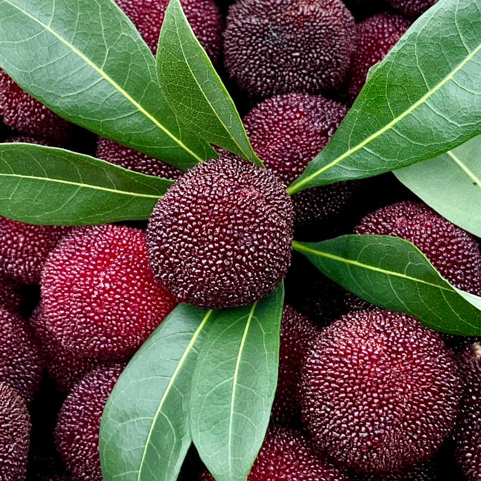 Baby Berry – Premium Yunnan Waxberry 🍒✨  (18ct/Tray)