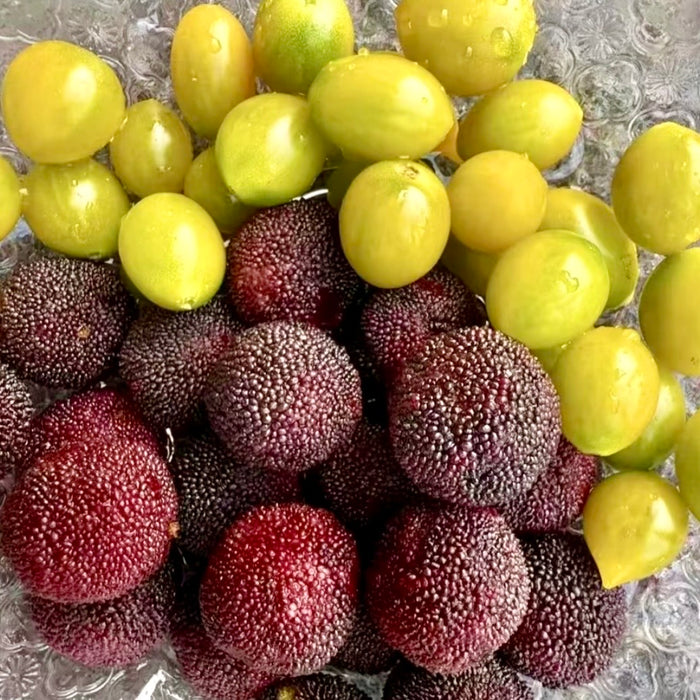 Baby Berry – Premium Yunnan Waxberry 🍒✨  (18ct/Tray)