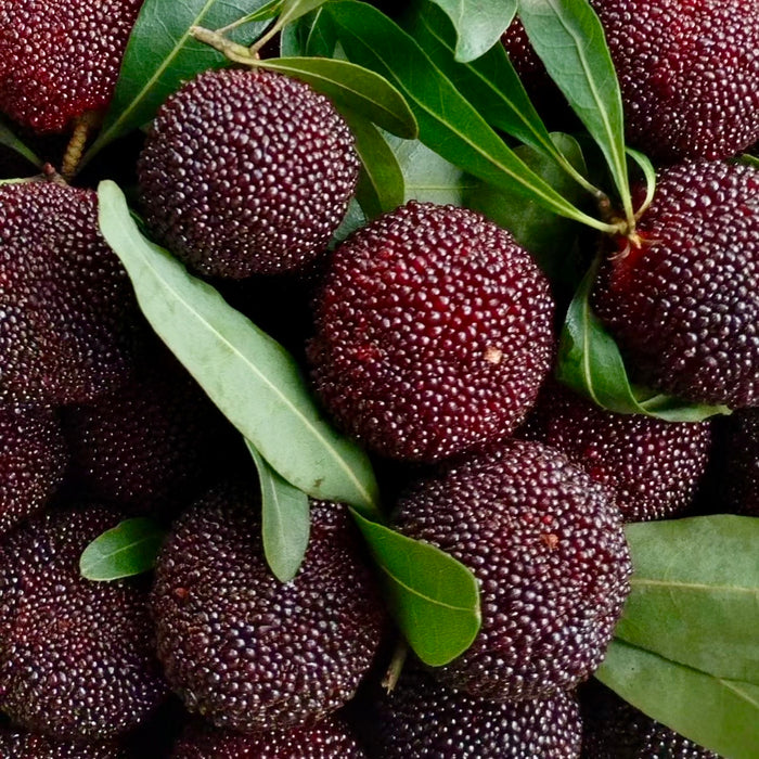 Baby Berry – Premium Yunnan Waxberry 🍒✨  (18ct/Tray)