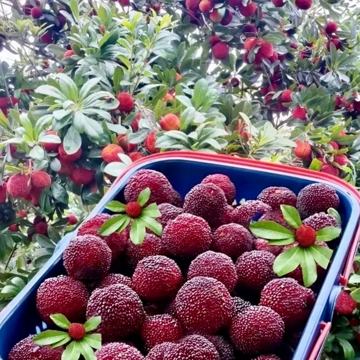 Baby Berry – Premium Yunnan Waxberry 🍒✨  (18ct/Tray)