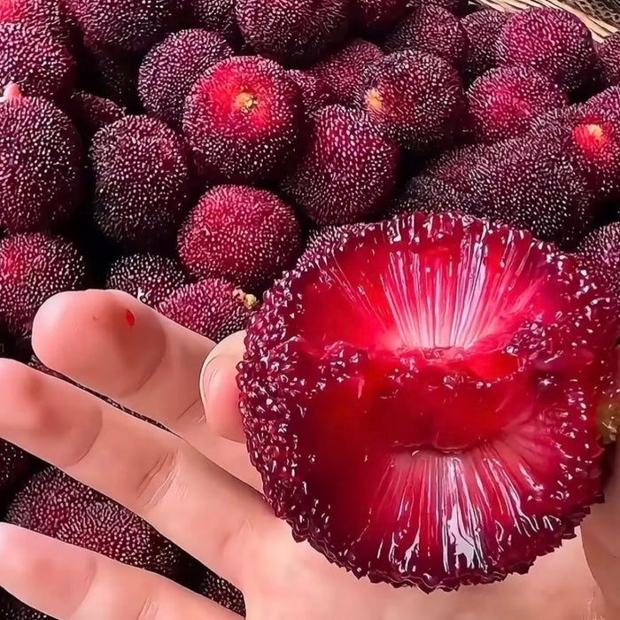 Baby Berry – Premium Yunnan Waxberry 🍒✨  (18ct/Tray)