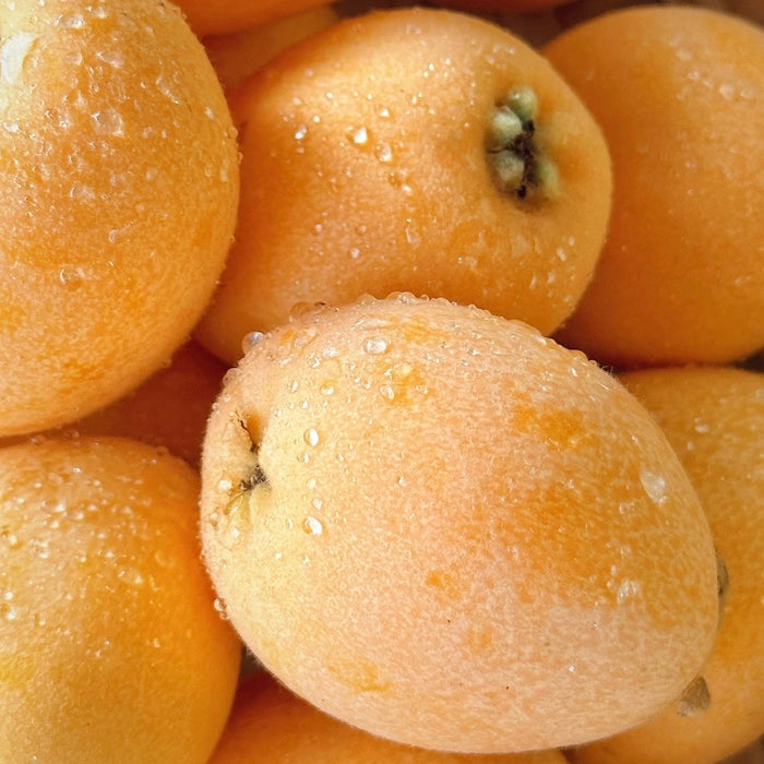 Premium MiYi Loquat – Sun-Kissed Sweetness from Panzhihua, Sichuan ☀️🍊