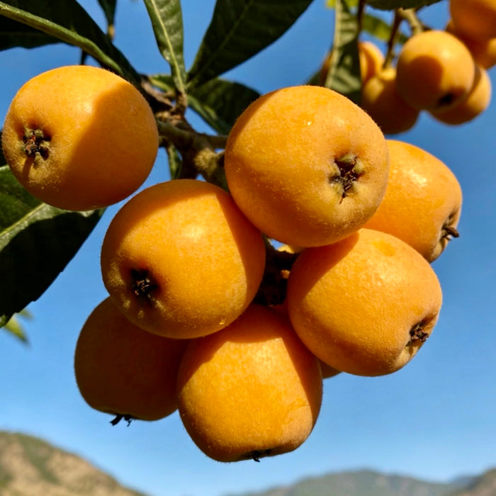 Premium MiYi Loquat – Sun-Kissed Sweetness from Panzhihua, Sichuan ☀️🍊