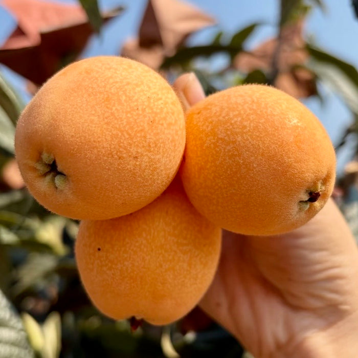 Premium MiYi Loquat – Sun-Kissed Sweetness from Panzhihua, Sichuan ☀️🍊