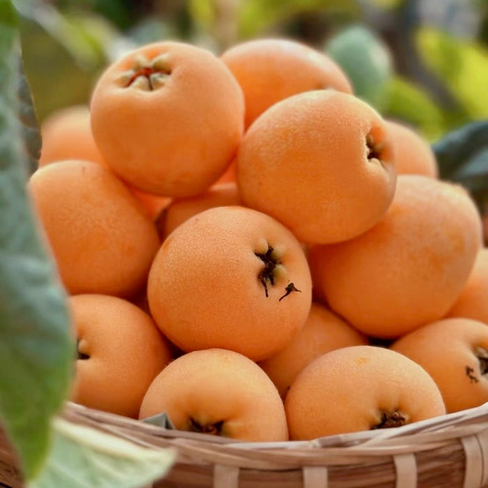 Premium MiYi Loquat – Sun-Kissed Sweetness from Panzhihua, Sichuan ☀️🍊