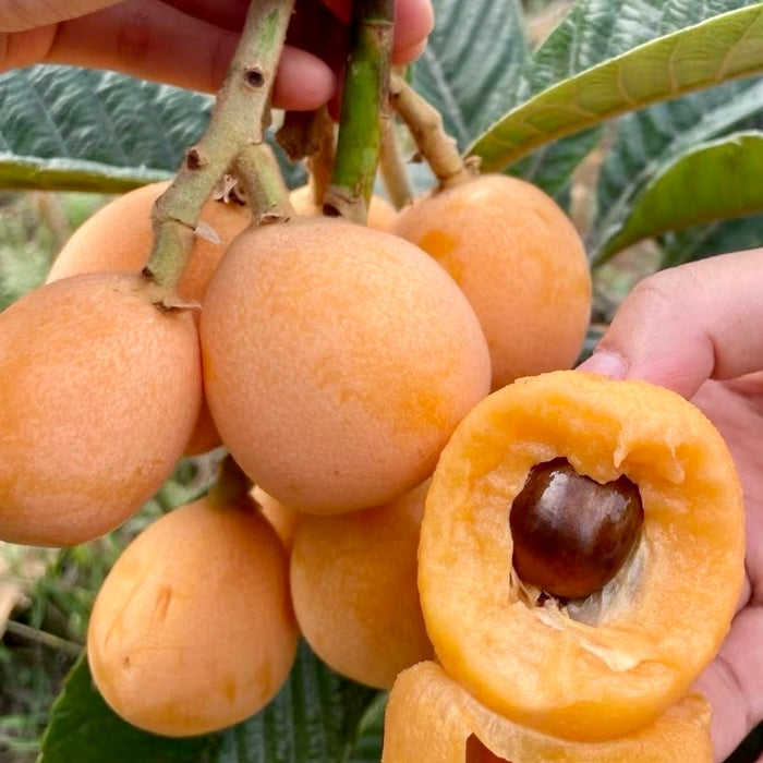 Premium MiYi Loquat – Sun-Kissed Sweetness from Panzhihua, Sichuan ☀️🍊