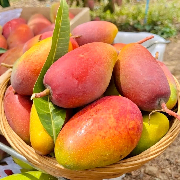 🥭✨ Summer Must-Try • Premium Hainan Guifei Mango 🌴☀️