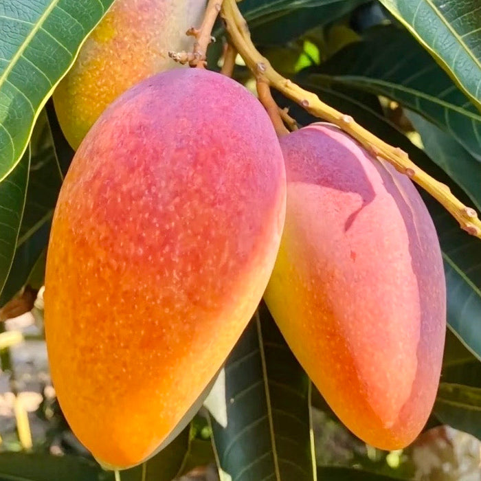 🥭✨ Summer Must-Try • Premium Hainan Guifei Mango 🌴☀️