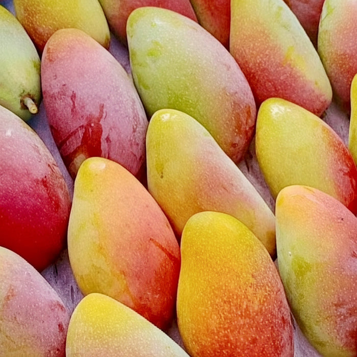 🥭✨ Summer Must-Try • Premium Hainan Guifei Mango 🌴☀️