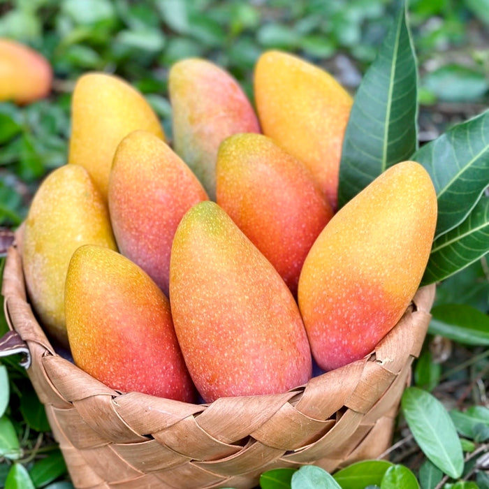 🥭✨ Summer Must-Try • Premium Hainan Guifei Mango 🌴☀️