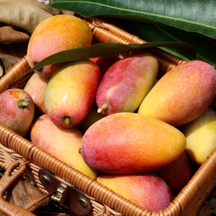 🥭✨ Summer Must-Try • Premium Hainan Guifei Mango 🌴☀️