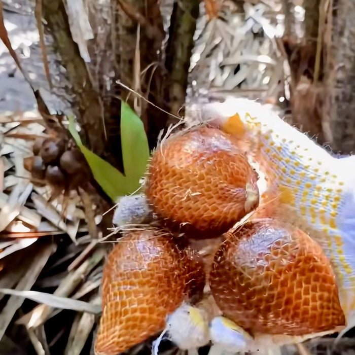 Premium Indonesian Salak Snake Fruit – Exotic Tropical Delight 1Kg/8Kg