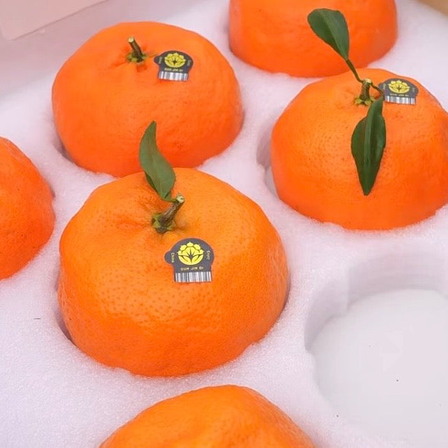 🍊✨ Premium Chinese Kimpin  Mandarin “Cunjindi Kampyo” Citrus ✨🍊 3Kg Premium Gift Box
