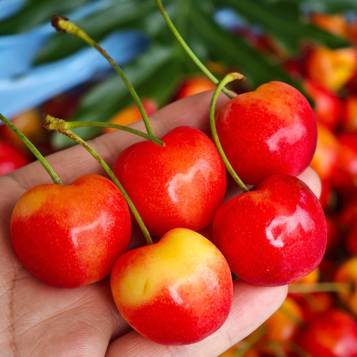 California Rainier Fresh Cherries (9.5R)🍒✨ 1Kg/5Kg