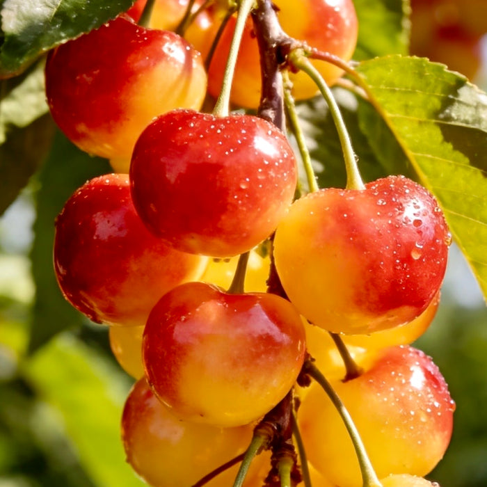 California Rainier Fresh Cherries (9.5R)🍒✨ 1Kg/5Kg