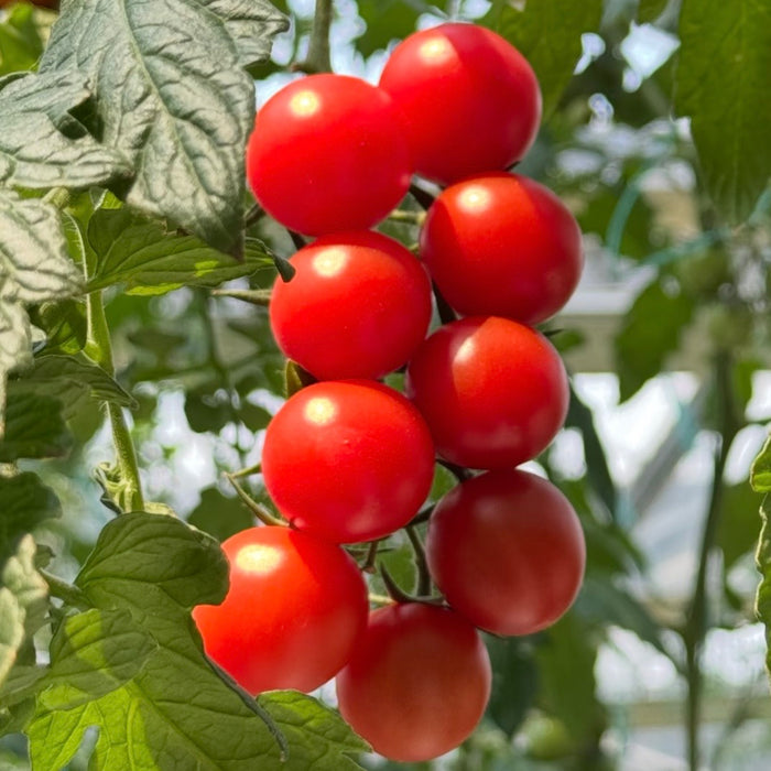 BC Local Cherry Tomatoes – Sweet, Juicy & Farm Fresh