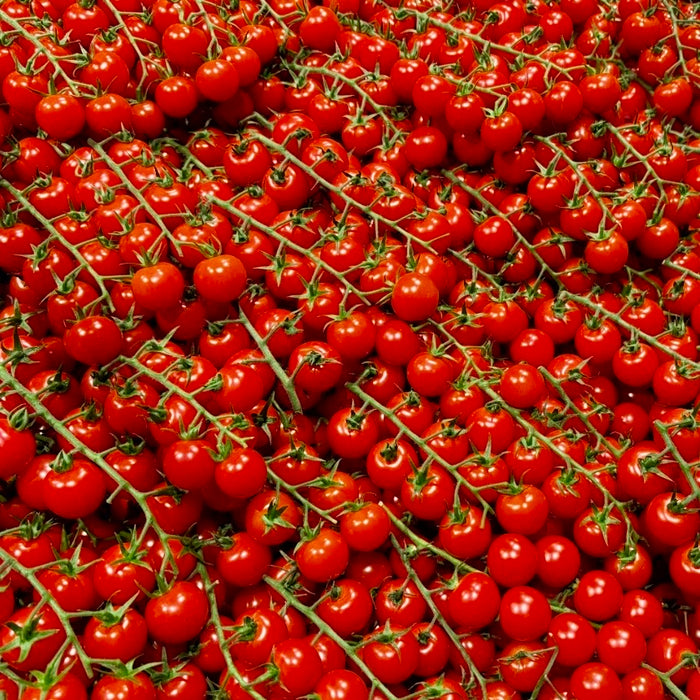 BC Local Cherry Tomatoes – Sweet, Juicy & Farm Fresh
