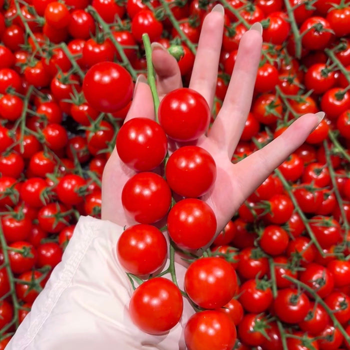 BC Local Cherry Tomatoes – Sweet, Juicy & Farm Fresh