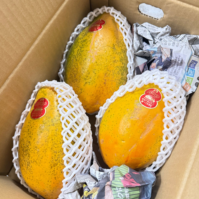 Miyazaki Japanese Papaya (宮崎パパイヤ)（2/3ct/Box）