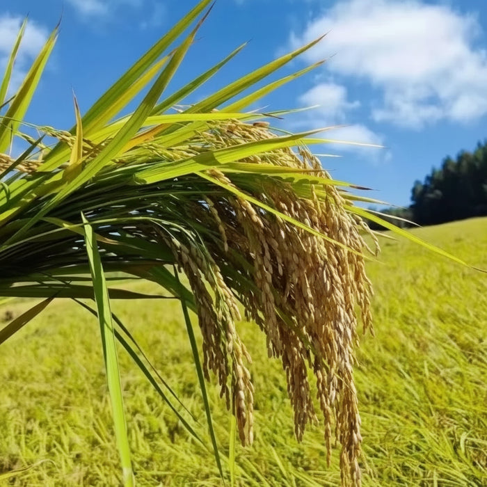 🌾 Premium Wuchang Rice – Daohuaxiang No. 2 (Original Variety)  4X5Kg