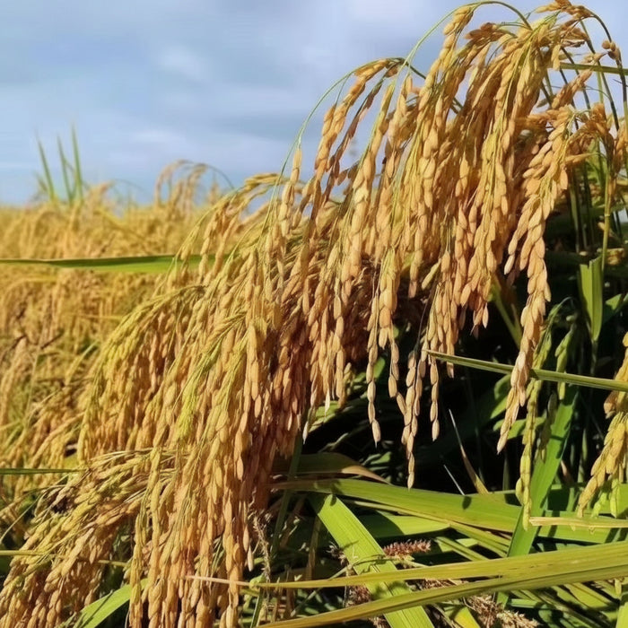 🌾 Premium Wuchang Rice – Daohuaxiang No. 2 (Original Variety)  4X5Kg