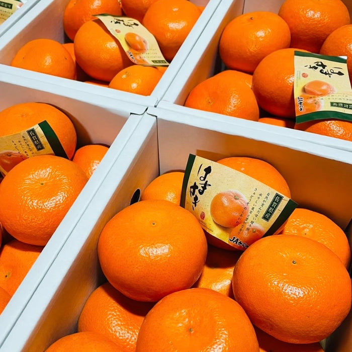 🍊 🇯🇵 Premium Japanese Greenhouse Mikan | Sweet & Juicy Japanese Citrus