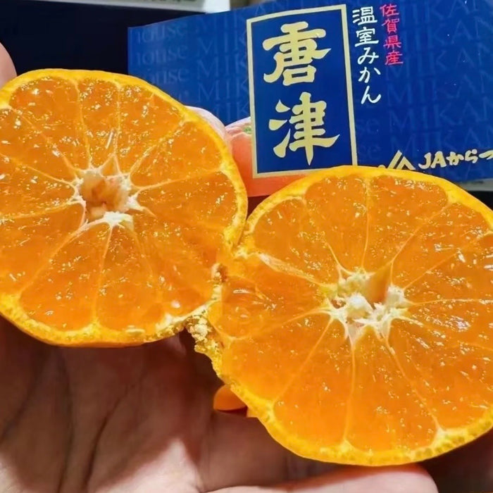 🍊 🇯🇵 Premium Japanese Greenhouse Mikan | Sweet & Juicy Japanese Citrus
